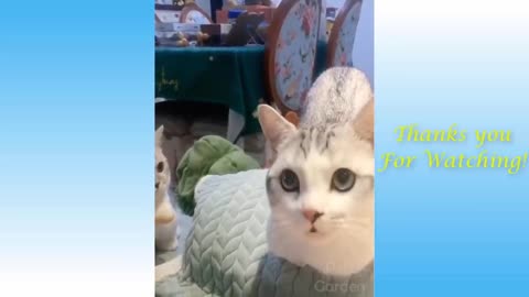 Look At These Cute Pets And Funny Animals Compilation