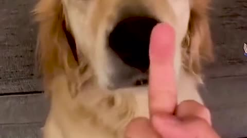 Dogs Reaction in the middle finger