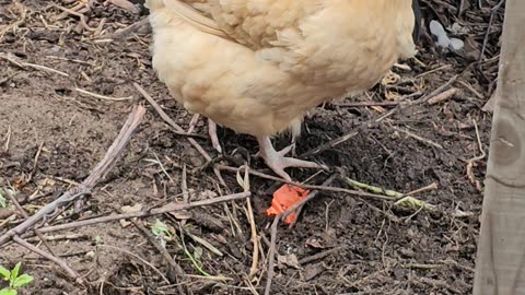 OMC! Buff Orpington Hen - A Chicken of Majestic Beauty!