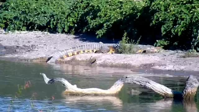 Day 6- Nile crocodile sunning itself, gets up, turns around (Madikwe)_Cut.mp4