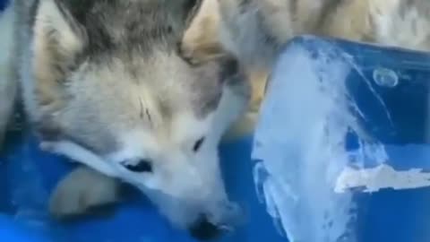 A dog who loves to blow bubbles.