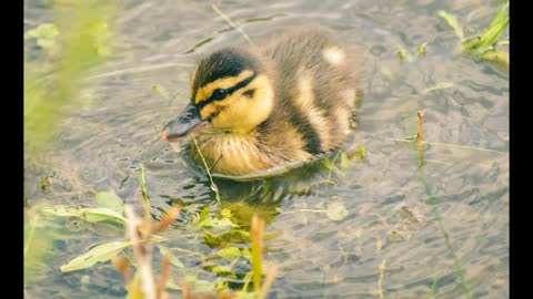 baby bird