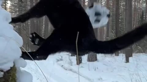 Panther plays with his Rottweiler friend