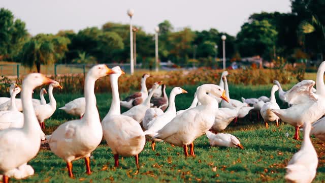 Video of a Ducks on Grass