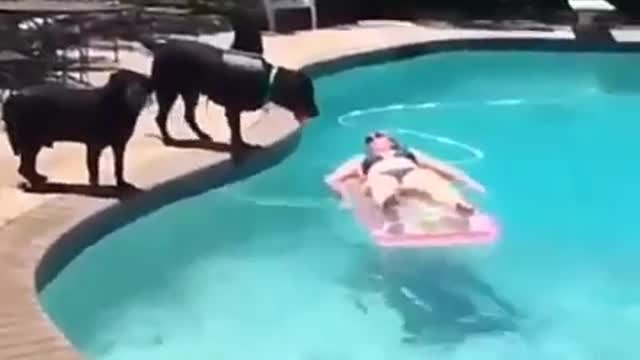 Dog and woman swimming pool funny video