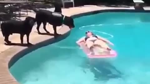 Dog and woman swimming pool funny video