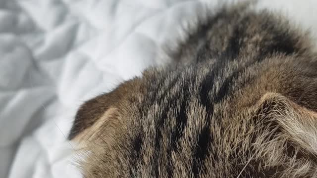 A baby cat grooming in the morning sun.