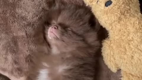 Cute and Funny Dog Videos