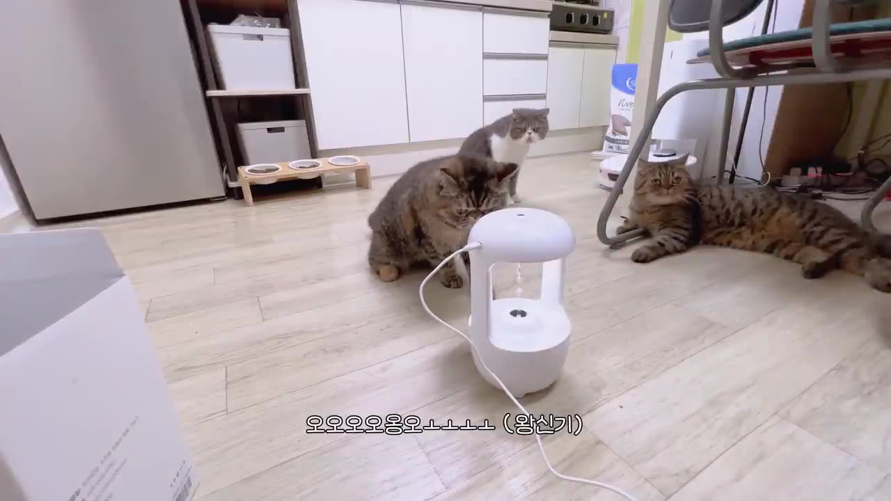 Cat vs humidifier