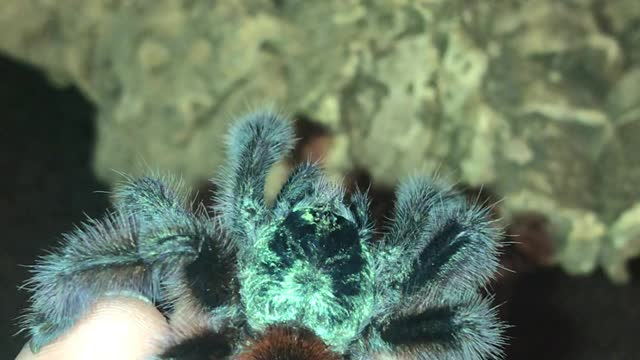 Tarantula Jumps From Hand Toward Terrarium