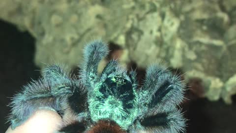 Tarantula Jumps From Hand Toward Terrarium