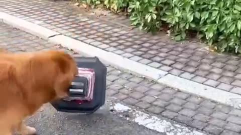 Smart and helper,so sweet.