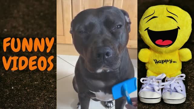 FUNNY ANIMAL VIDEO COMPILATION #02