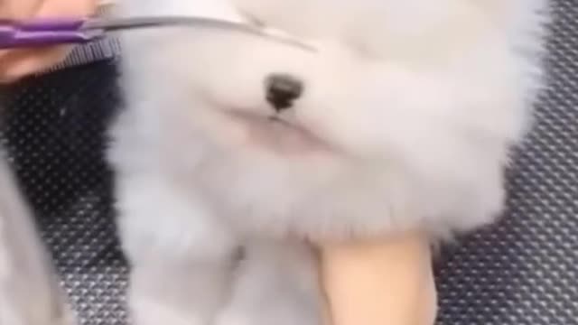 Ultimate baby dogs