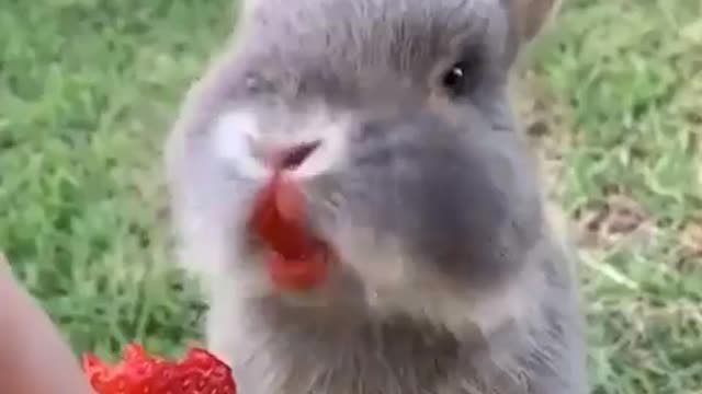 cute rabbit eating