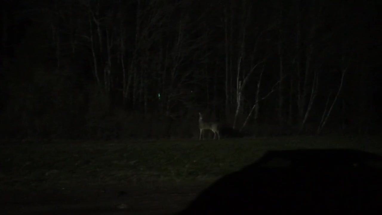 Deer outside of work