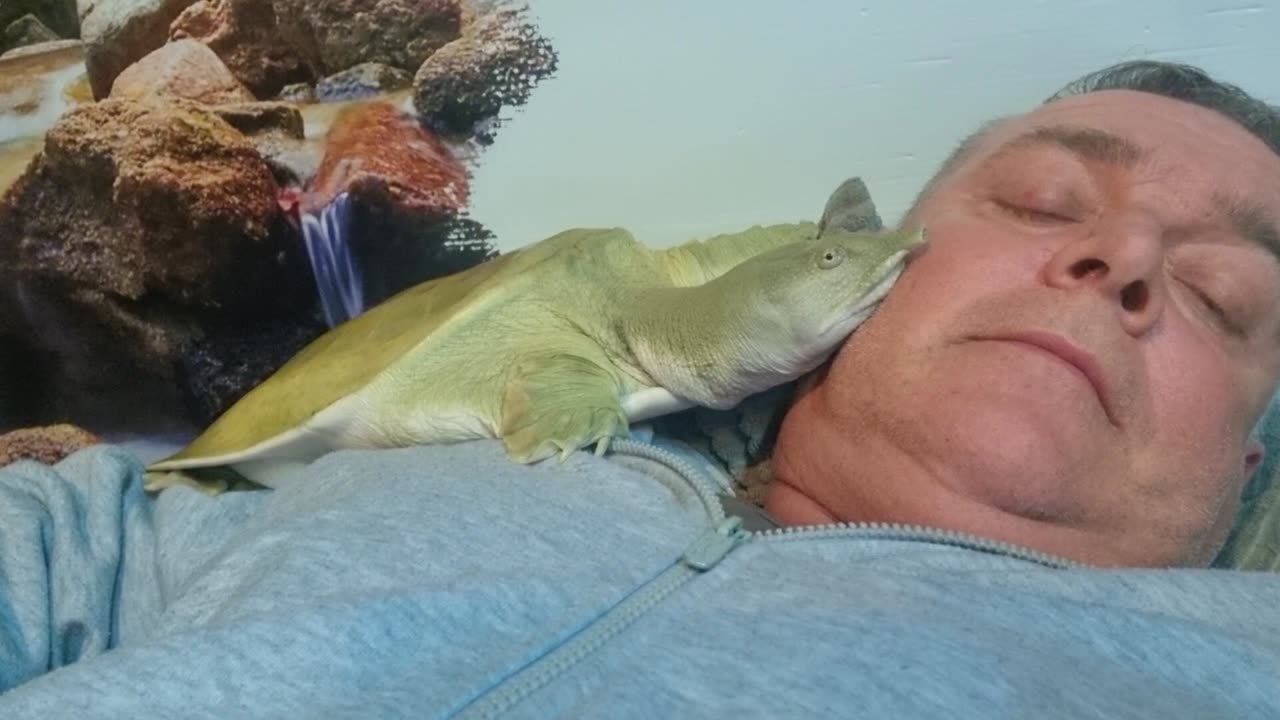 Affectionate Softshell Turtle Cuddles