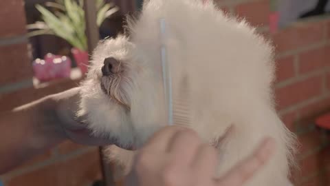 Adorable dog in a grooming pet