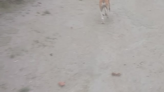 Playing with my cute dog🐶
