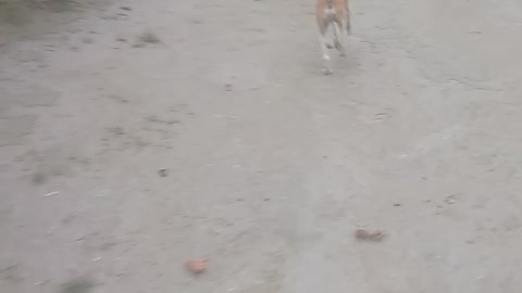 Playing with my cute dog🐶