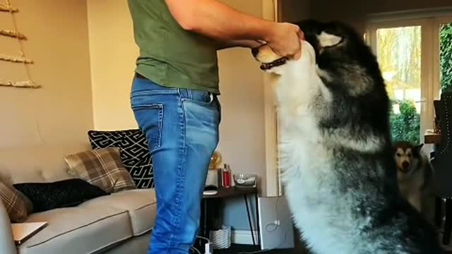 The dog is also very obedient,