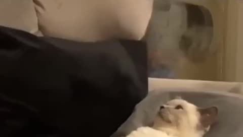 Funny animals
