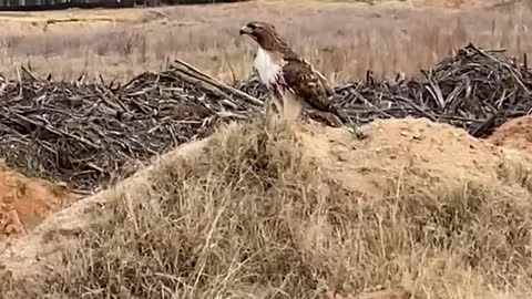 Bird at Heritage Park SC