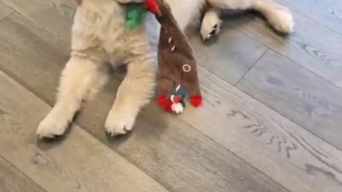 Dog video cute dog video