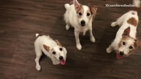 Brown and white dog can tell his two sisters apart when owner asks