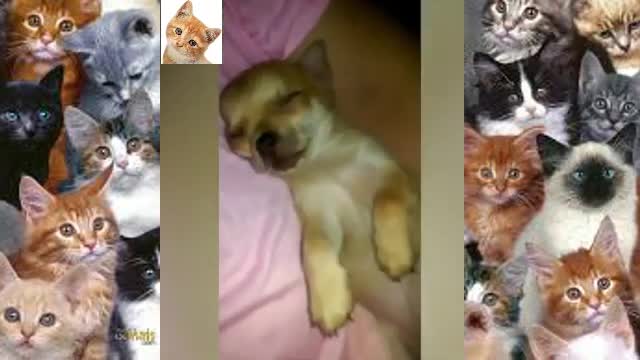 funny occasions with animals