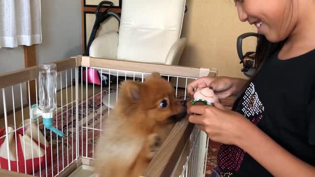 This adorable pomeranian dog loves Mickey Mouse