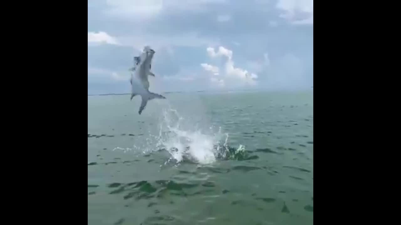 Extra Ordinary Footage of Jumping Fish in The Water