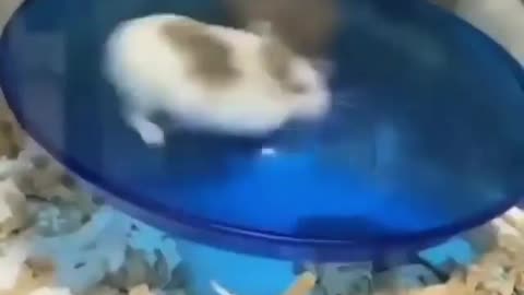 hamster does not stop running