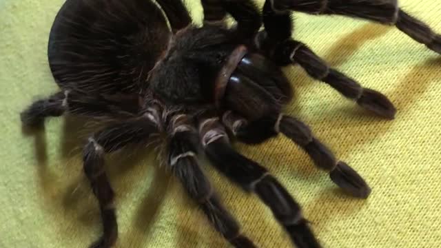 Tarantula Climbs on 12 Y.O. Girl