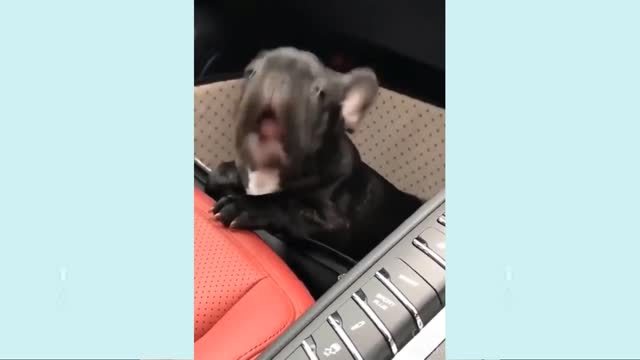 Cute puppies and animals doing cute things