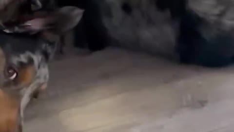 Funny Dogs 😅🤣😂#shorts #dogs #funnyvideo