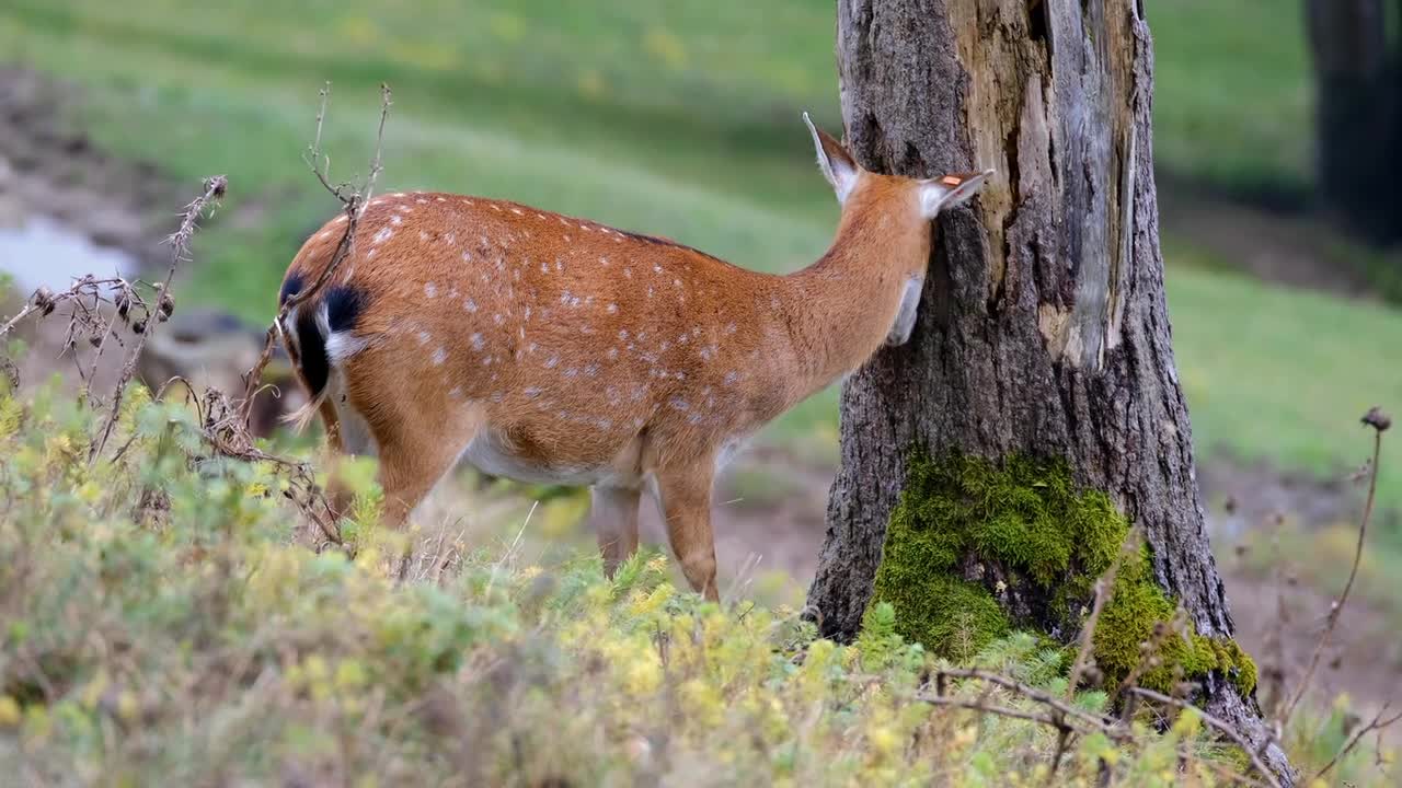 fawn