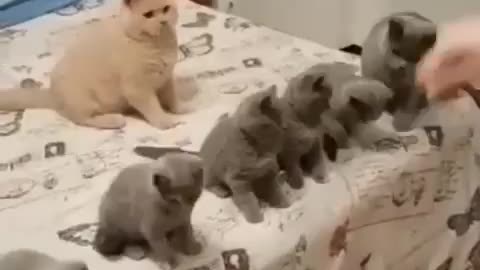 Cats funny videos 😂😂