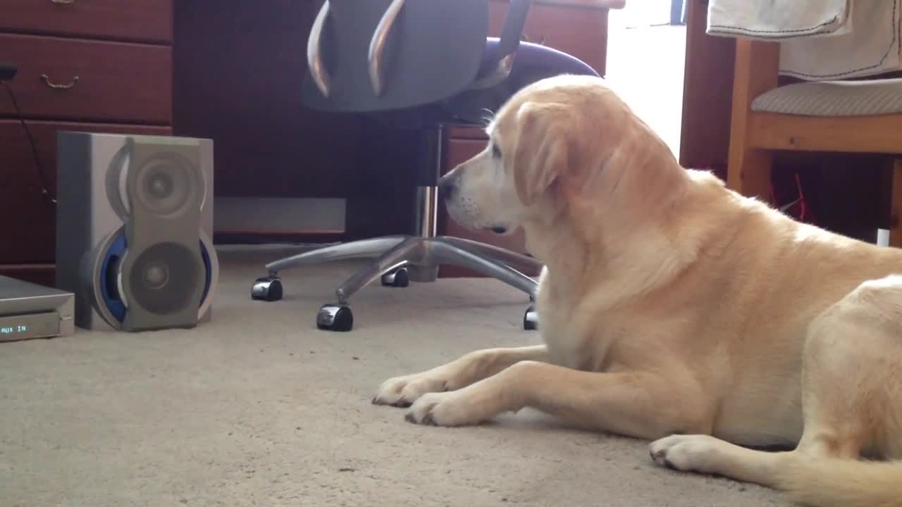 Curious Dog Tilts Her Head To Better Grasp The Sound Of Classical Music