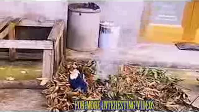 intellegent crow