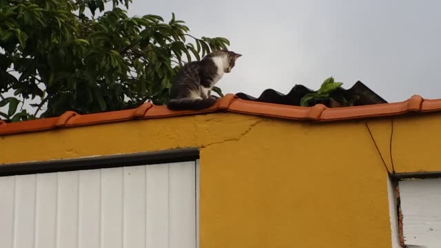 Gatinho no muro