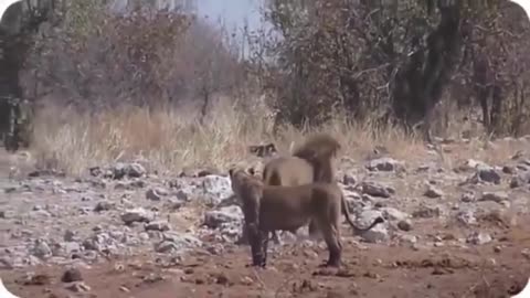 HUNTING PREY