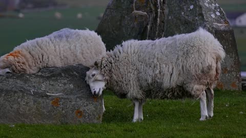 Flock of sheep playing and relaxing in the village.