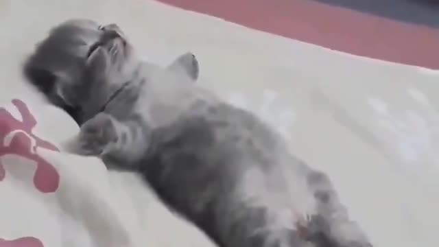 Gatinho bebê sonhando