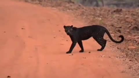 Wildlife in closer view with a natural perspective.