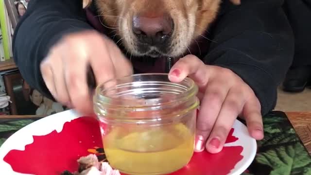 Doggo at the Dinner Table