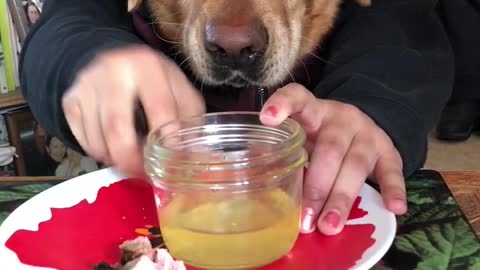 Doggo at the Dinner Table