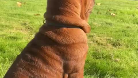 Sharpei puppy