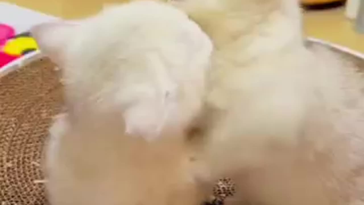Cats are so funny
