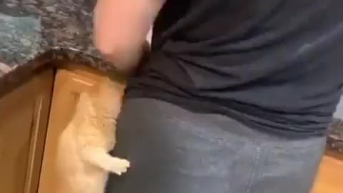 small Cat drinking milk